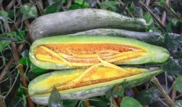 网红吃瓜赵露丝,网红吃瓜界的风云人物